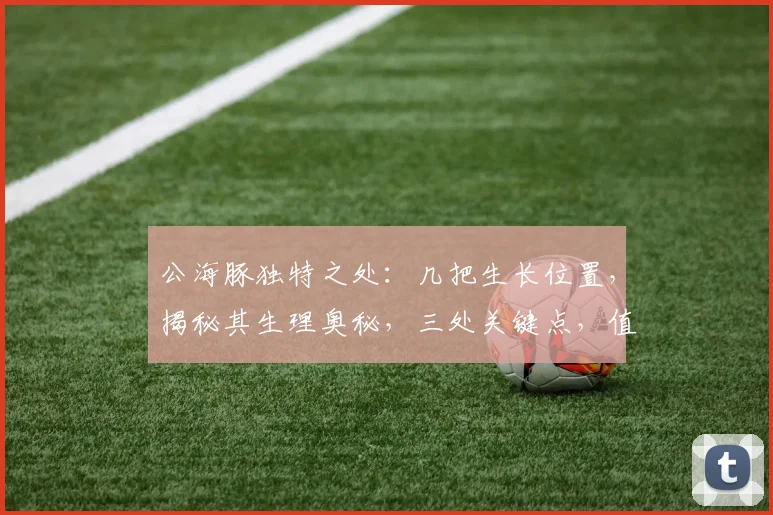 公海豚独特之处：几把生长位置，揭秘其生理奥秘，三处关键点，值得一看